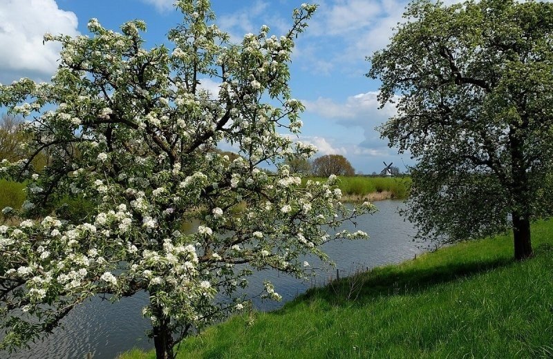Betuwe-Tagebuch